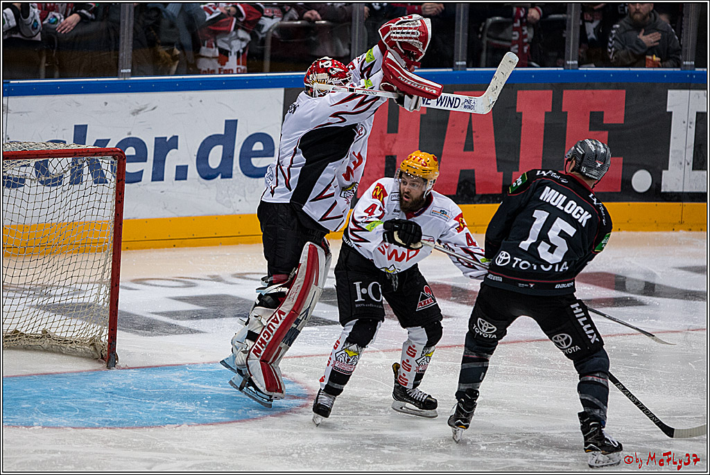 DEL, Koelner Haie - Fishtown Pinguins Bremerhaven, 29.01.2017